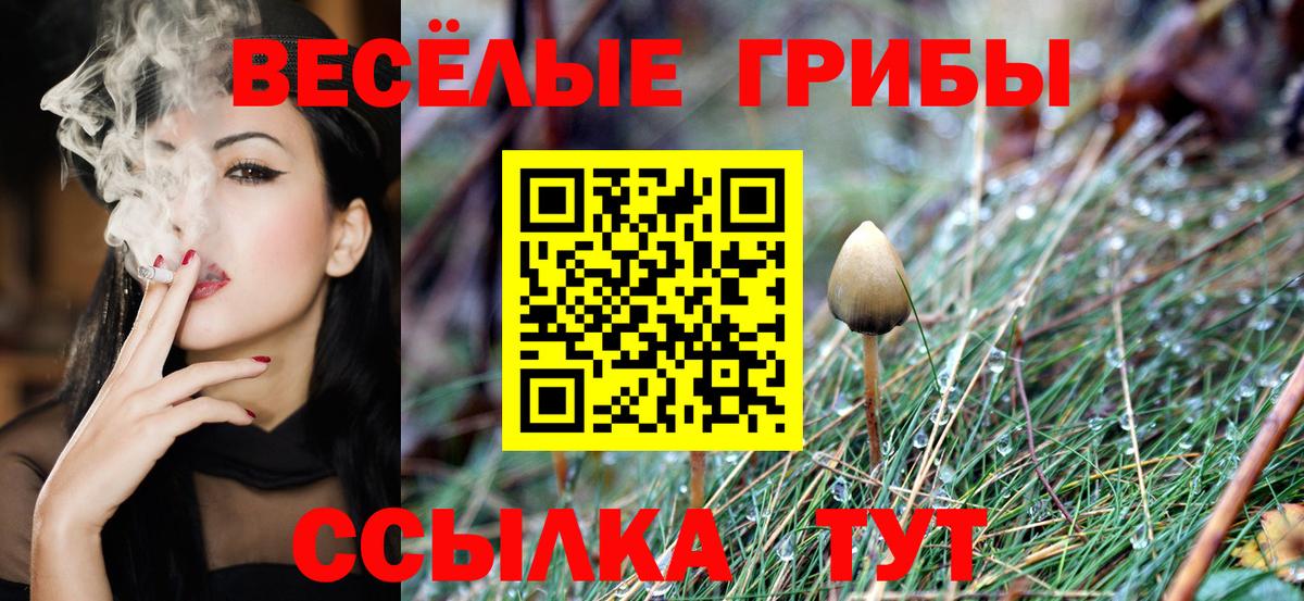 Псилоцибиновые грибы Psilocybe Хабаровск